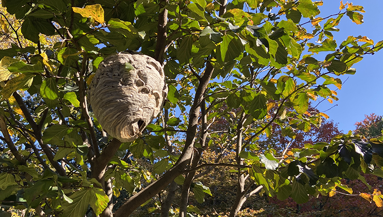 Beehive hanging in a tree.