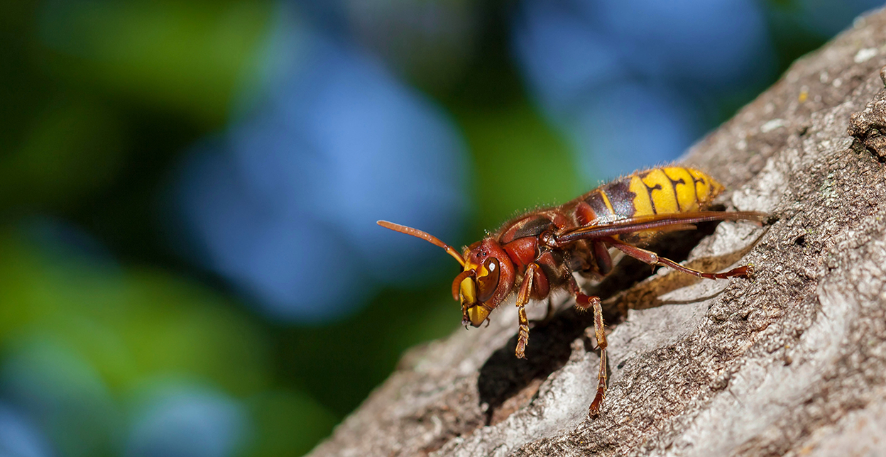 Stinging insect on tree bark.