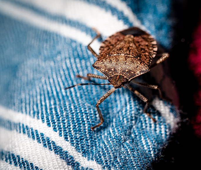 Stink bug on a piece of clothing.