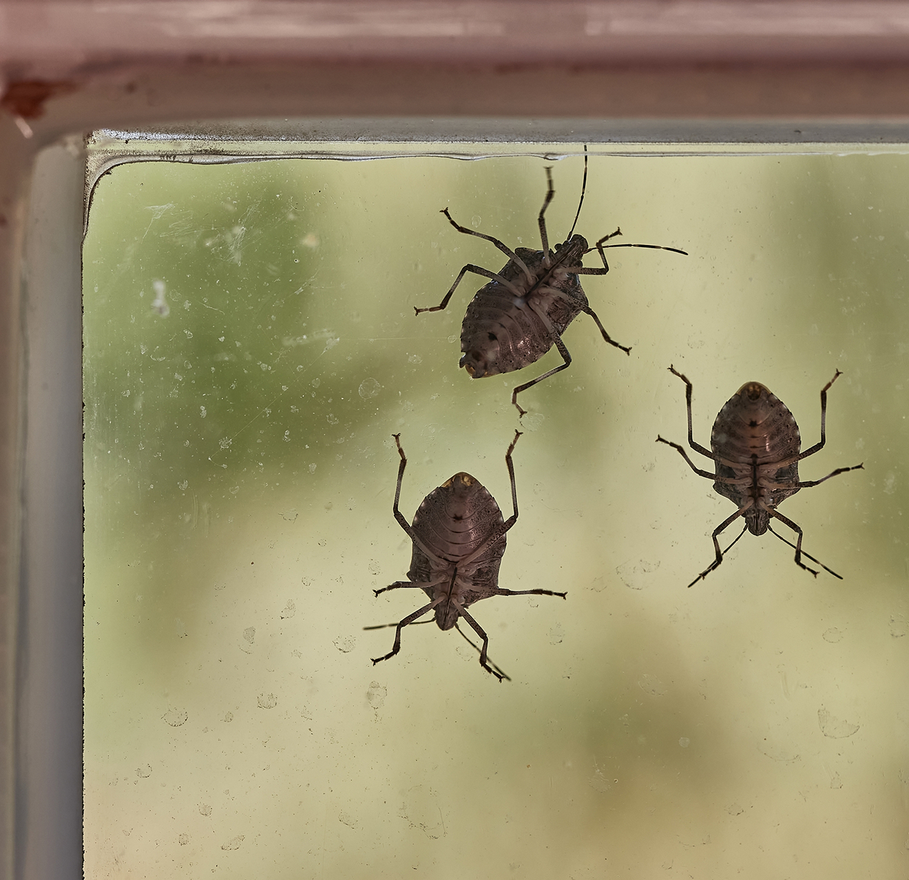 Three stink bugs on window glass.