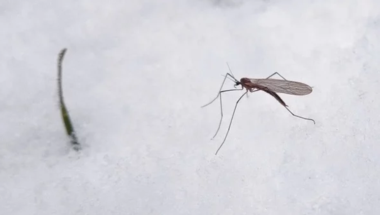 Closeup of a mosquito walking on snow.