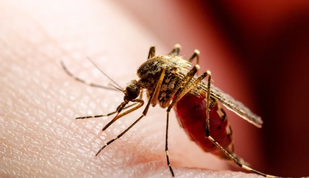 Close up of a mosquito sucking blood from a person.