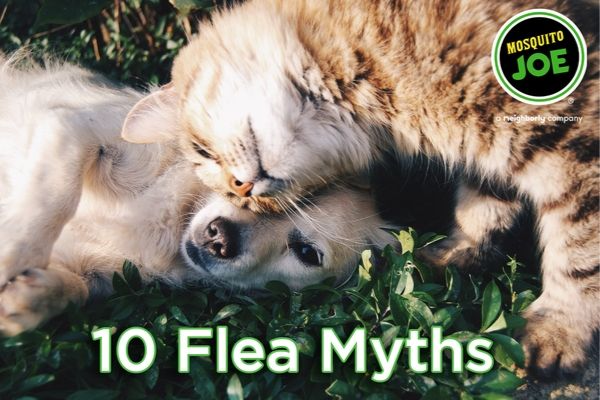 A banner titled 10 Common Myths About Fleas.