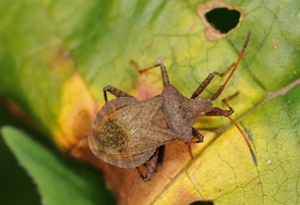 Squash bug on leaf in winter garden.