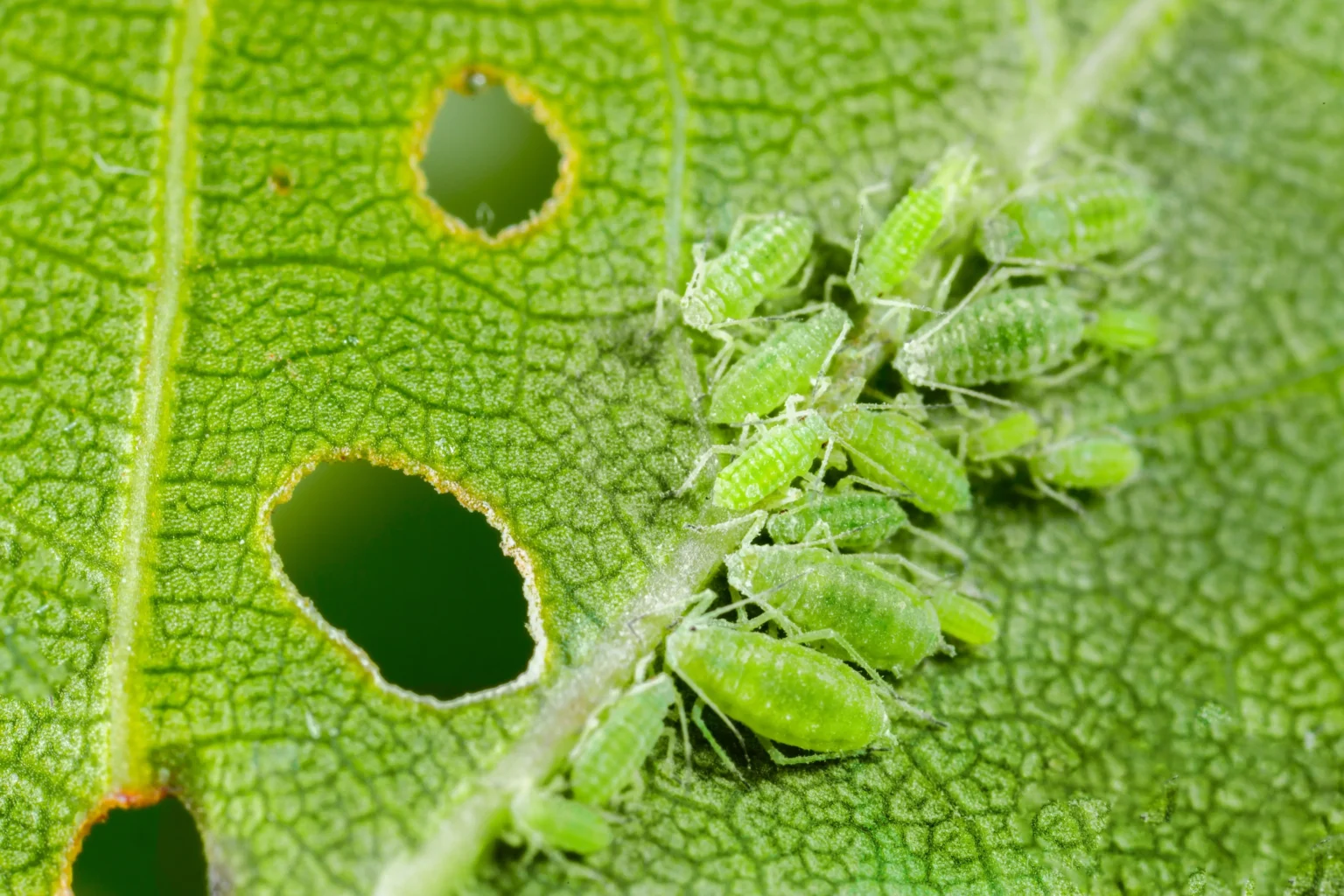 Aphids on a green leaf with bite holes.