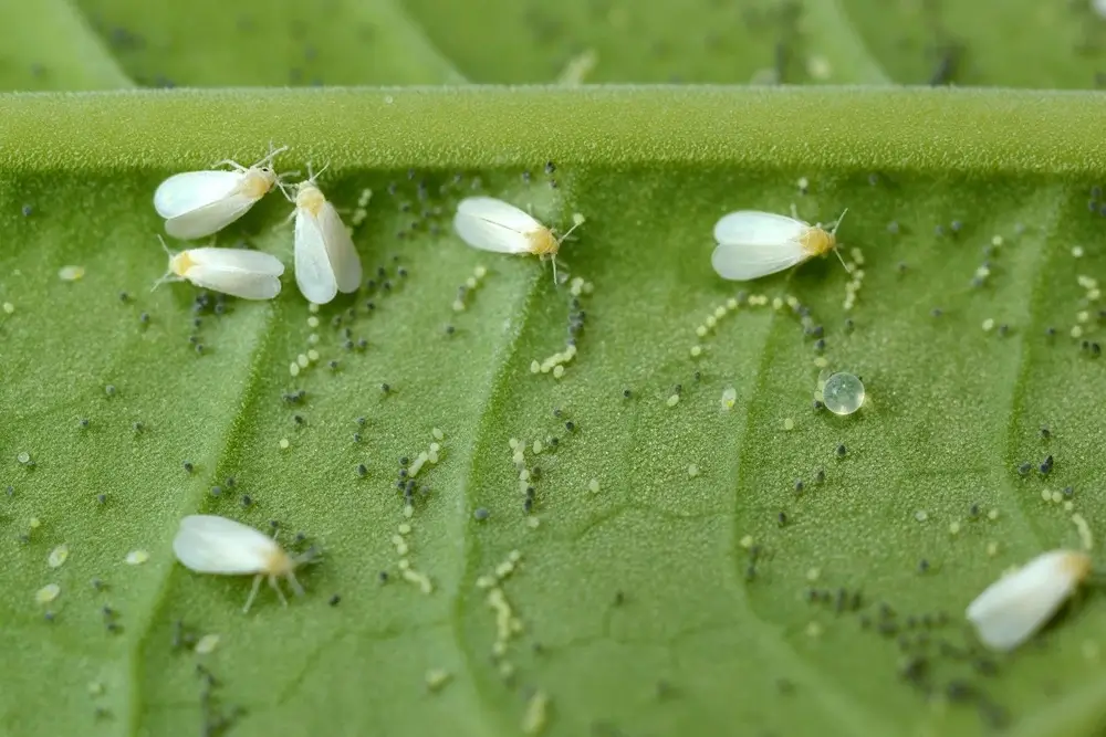 Whiteflies and larvae on a leaf.