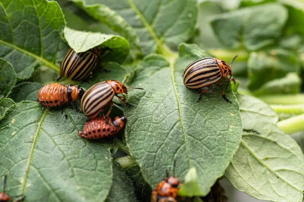 Group of colorado potato beetles on leafy plants.