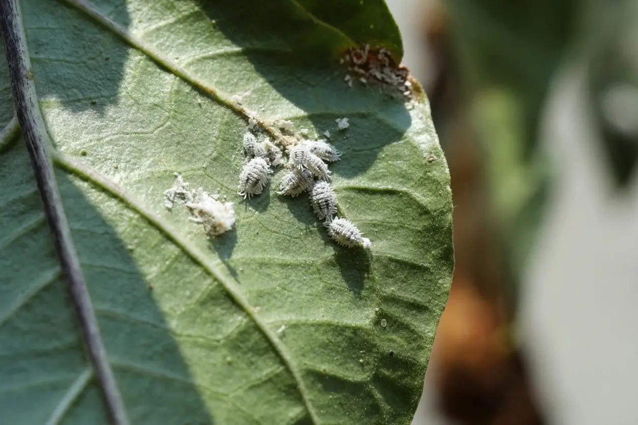 Cluster of mealy bugs on a leaf.