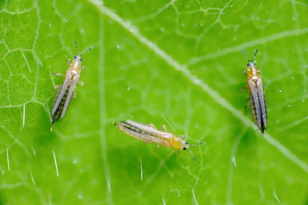 Three thips on a leaf.