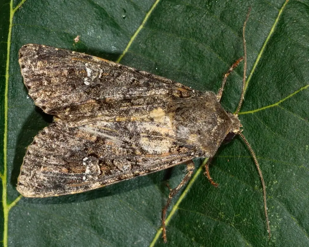 Up close view of top of cabbage moth on leaf.