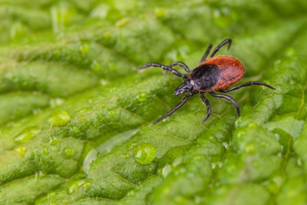 Tick crawling on a leaf.