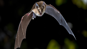 A bat flying in the air with mouth open.