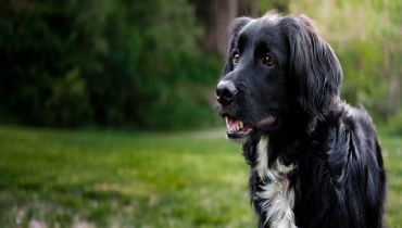 A black dog is positioned in a grassy area.