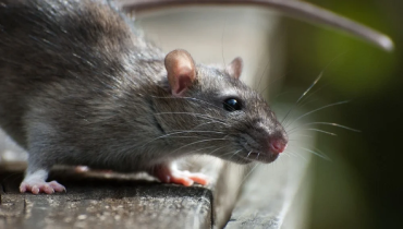 A brown rat.