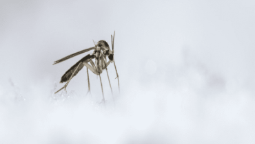 A close-up of a mosquito on the snow.