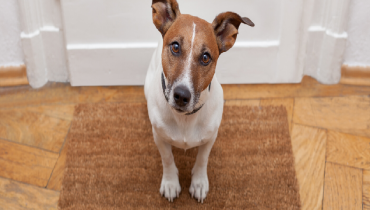 A dog with brown and white fur standing on a doormat indoors.