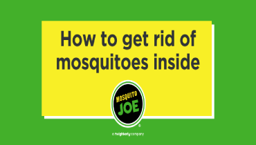 A green box featuring the Mosquito Joe logo, with text that reads, 'How to get rid of mosquitoes inside'.