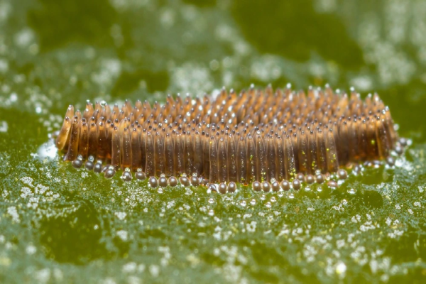 Close-up of mosquito eggs on a surface.