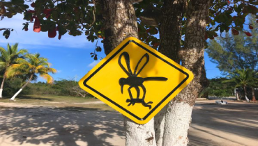 A sign affixed to a tree warns of mosquitoes.