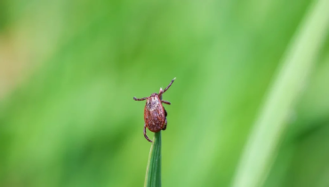 A tick on a blade of grass.