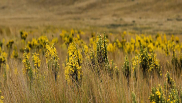 An open field of yellow flowers and weeds.