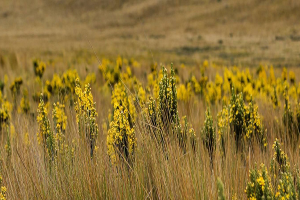 An open field of yellow flowers and weeds.