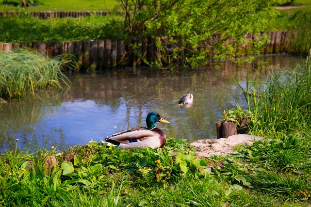 Ducks resting near a pond.