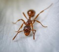 Ant on the floor of a home.