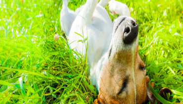 A dog lying in the grass with its head up.