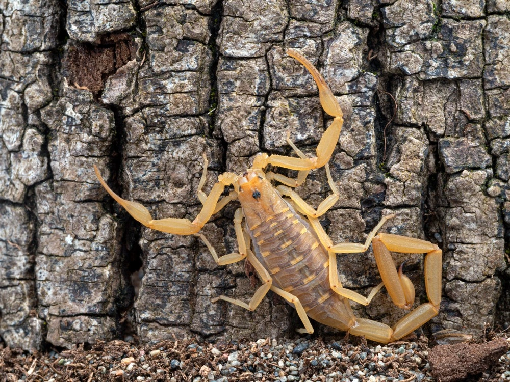 Arizona bark scorpion crawling up bark.