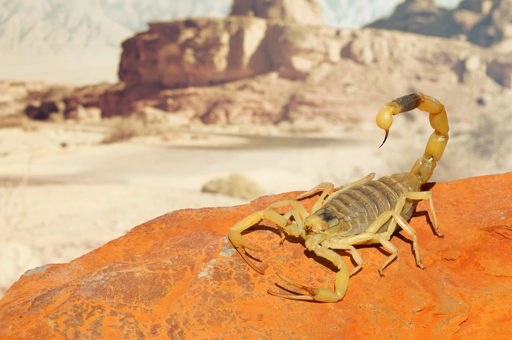 Deathstalker scorpion on red stone among desert mountains in the background.