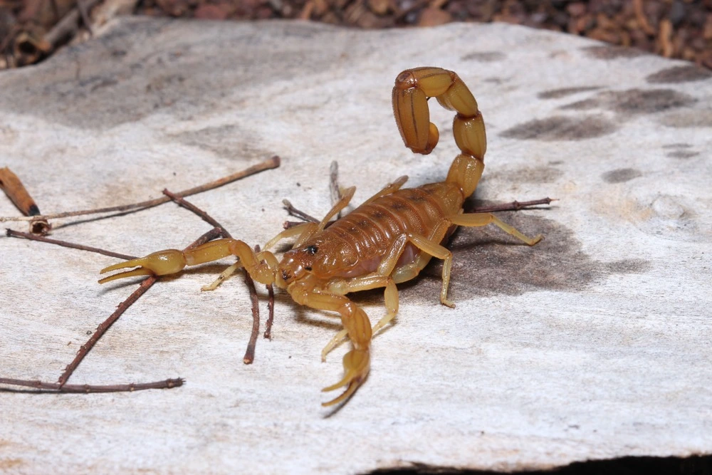 Image of brazilian yellow scorpion in the wild among twigs.