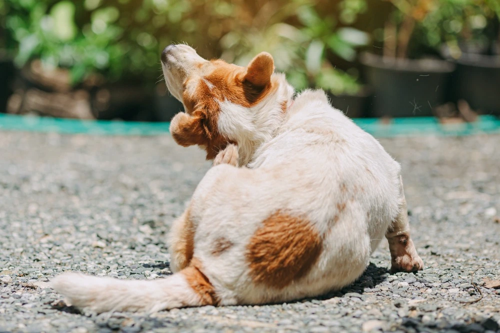 Dog scratching itself from flea bites.