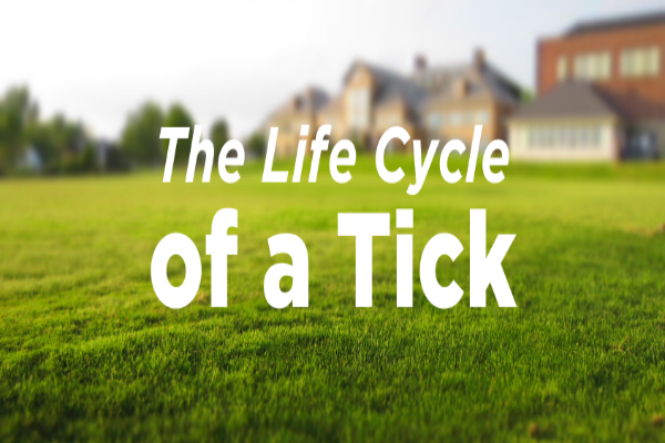 Banner of The Life Cyle of a Tick.