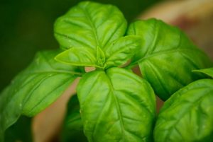 Growing basil plant protected by Mosquito Joe of Gold Coast CT.