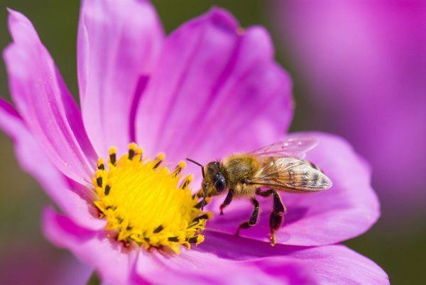 Closeup of a honeybee landing on a purple and yellow daisy.