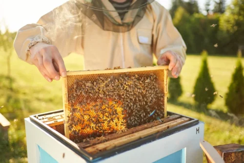 Beekeeper removing a honeycomb from a beehive.