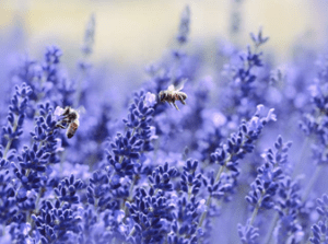 Bees on lavender.