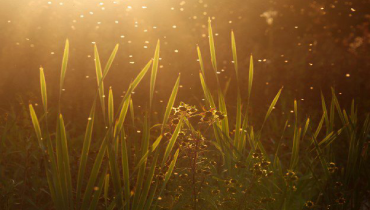 Swarm of gnats appear over blades of grass at dusk.