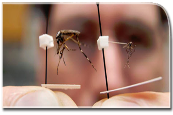 A close up of a man's hand grasping a mosquito.