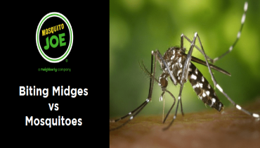 Banner displaying biting midge's vs mosquitoes.