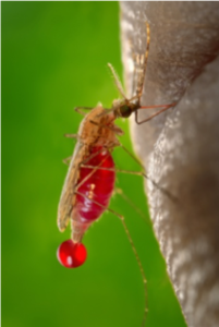 Mosquito sucking blood off human skin.