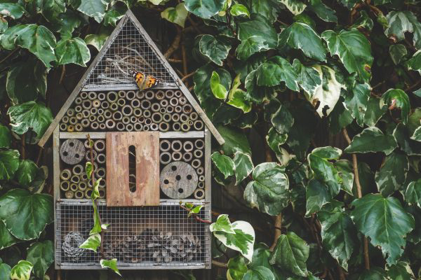 An insect or bug hotel hung on an ivy-covered wall in a country garden. A painted lady butterfly is resting on the wooden front.