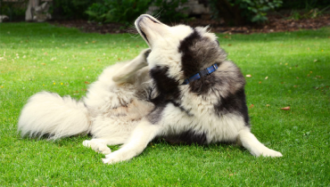 Husky with blue collar on outside scratching his ear with back leg.