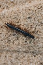  Centipede on the sidewalk. 