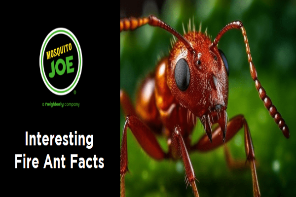 Close-up of a red fire ant with text "Interesting Fire Ant Facts" and a Mosquito Joe logo.