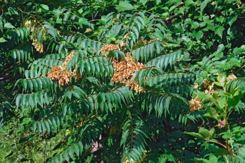 Close-up view of Tree of Heaven leaves.