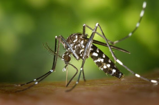 Closeup of a mosquito.