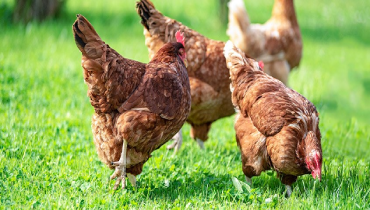 A group of chickens feeding in green grass.