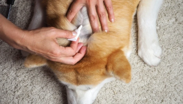 Corgi laying on stomach while owner puts flea medicine on its back.